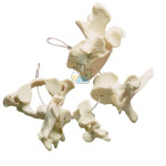 Vertebral Collection  Model